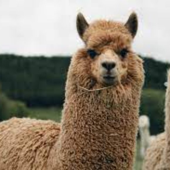 Peruvian Knit Alpaca Hooded Pullover Sweater - Picture 10 of 10